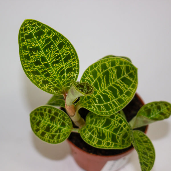 Macodes petola 6cm H8cm