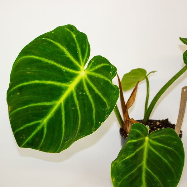 Philodendron luxurians 14cm H25cm