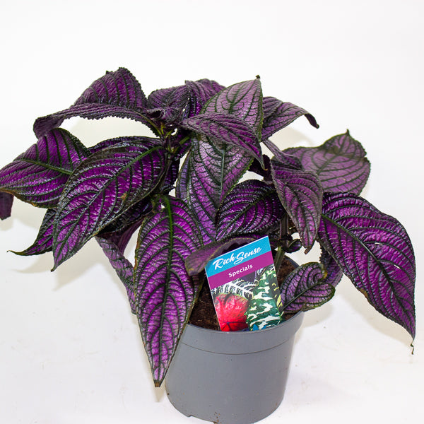 Strobilanthes 13cm H20cm