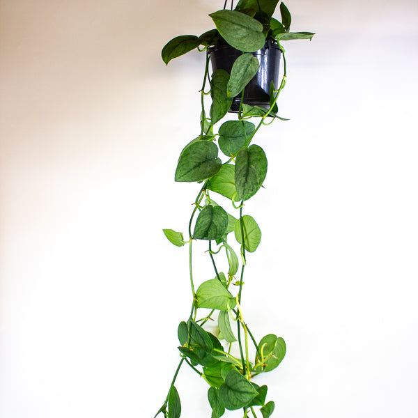 Scindapsus Silver Splash 15cm H30cm