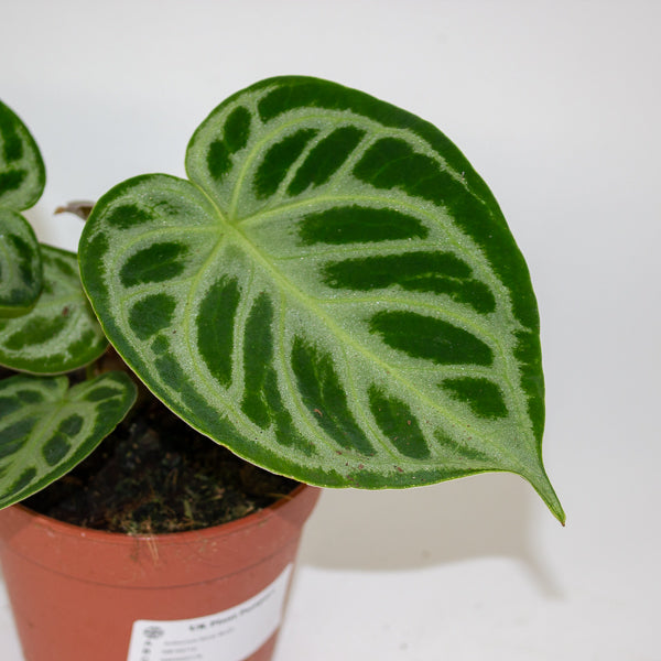 Anthurium Silver Blush 12cm H25cm