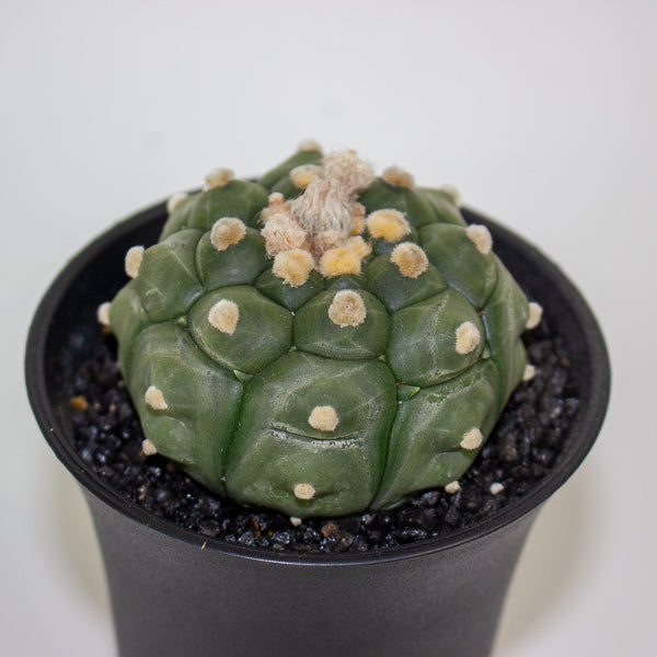 Astrophytum Asterias Kikko Lizard Skin XL 10cm H16cm