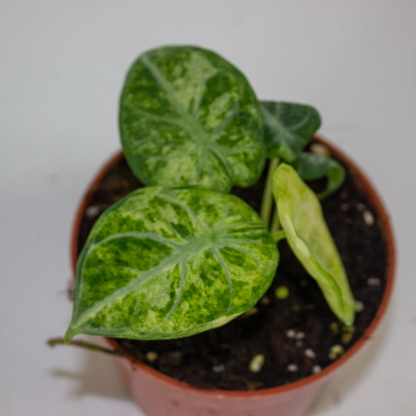 Alocasia Ninja Tricolor 10.5cm H15cm