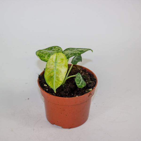 Alocasia Ninja Tricolor 10.5cm H15cm