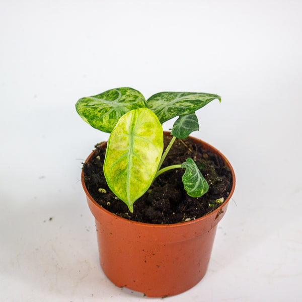 Alocasia Ninja Tricolor 10.5cm H15cm