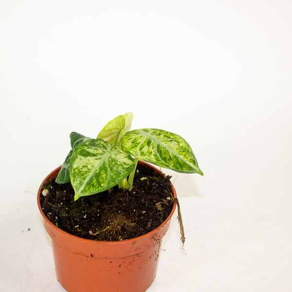 Alocasia Ninja Tricolor 10.5cm H15cm