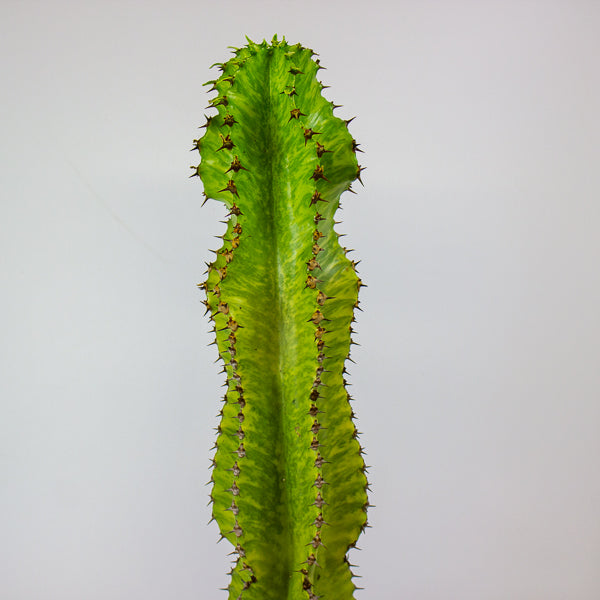 Euphorbia ingens 'Variegata' 17cm H50cm
