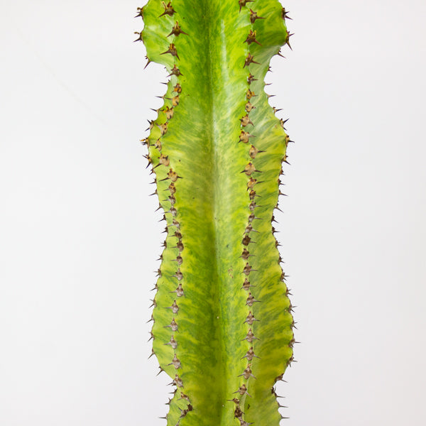 Euphorbia ingens 'Variegata' 17cm H50cm