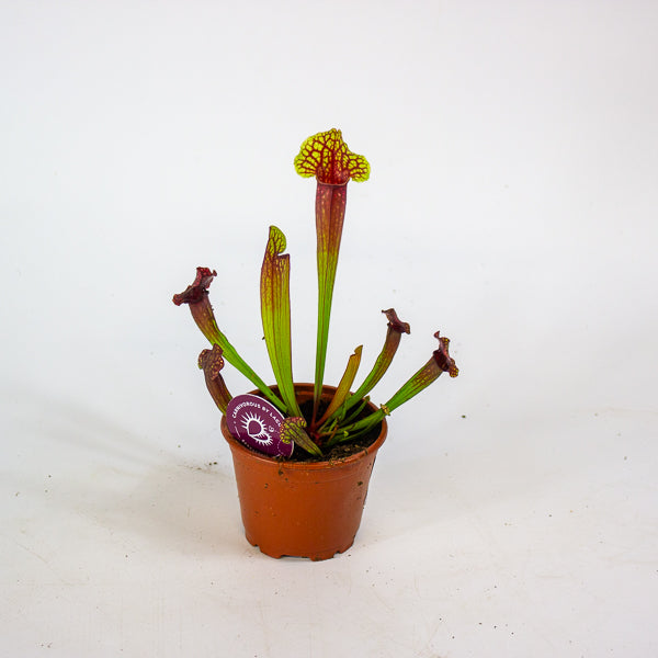 Sarracenia Judith 8.5cm H18cm