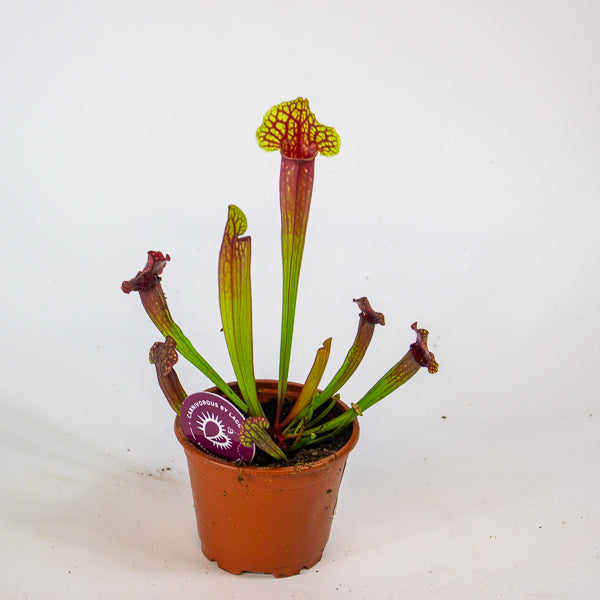 Sarracenia Judith 8.5cm H18cm