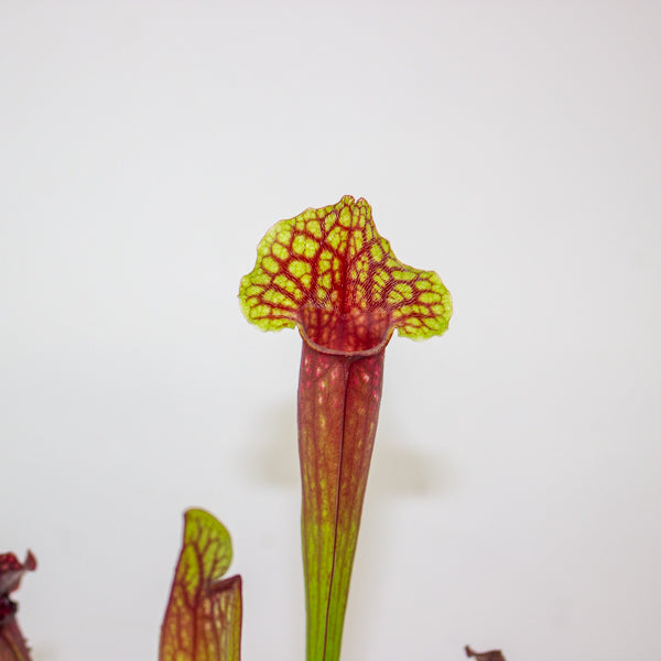 Sarracenia Judith 8.5cm H18cm