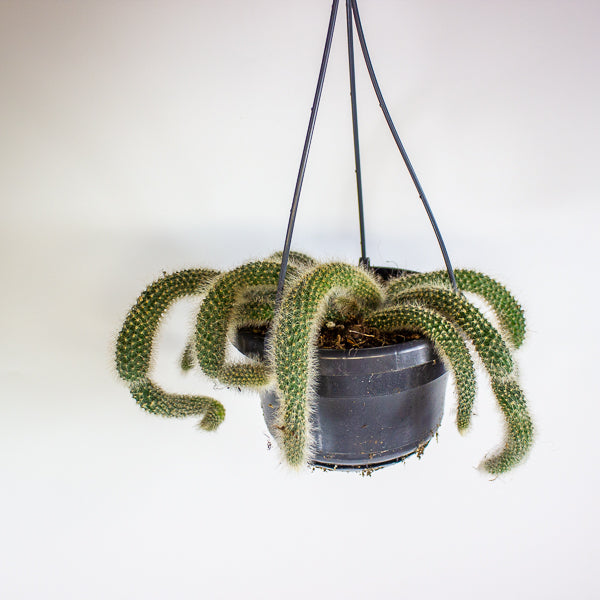 Hildewintera colademonis Monkey Tail 14cm H37cm