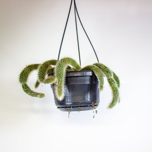 Hildewintera colademonis Monkey Tail 14cm H37cm