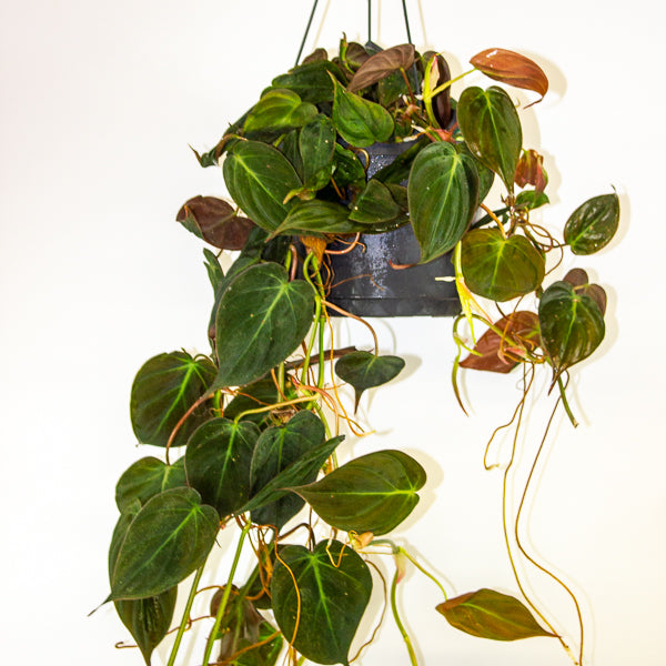 Philodendron scandens subsp. Micans 17cm H60cm