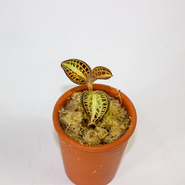 Anoectochilus Sunstone - Terracotta 7cm H15cm