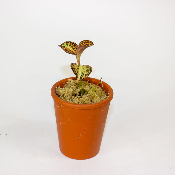 Anoectochilus Sunstone - Terracotta 7cm H15cm