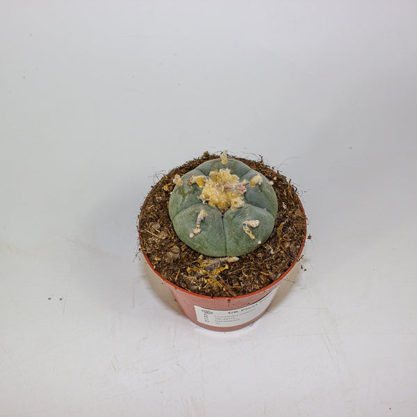 Lophophora williamsii 8.5cm H12cm