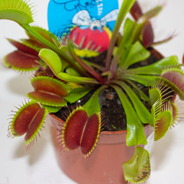 Dionaea Muscipula 8.5cm H10cm