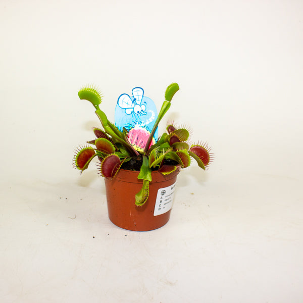 Dionaea Muscipula 8.5cm H10cm