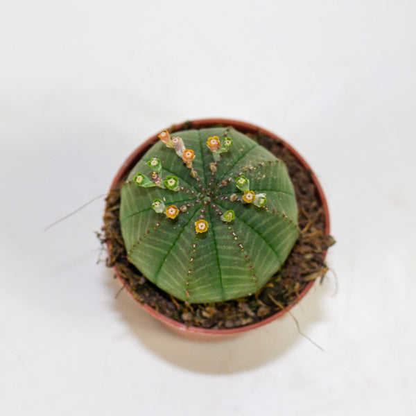 Euphorbia obesa 5.5cm H8cm