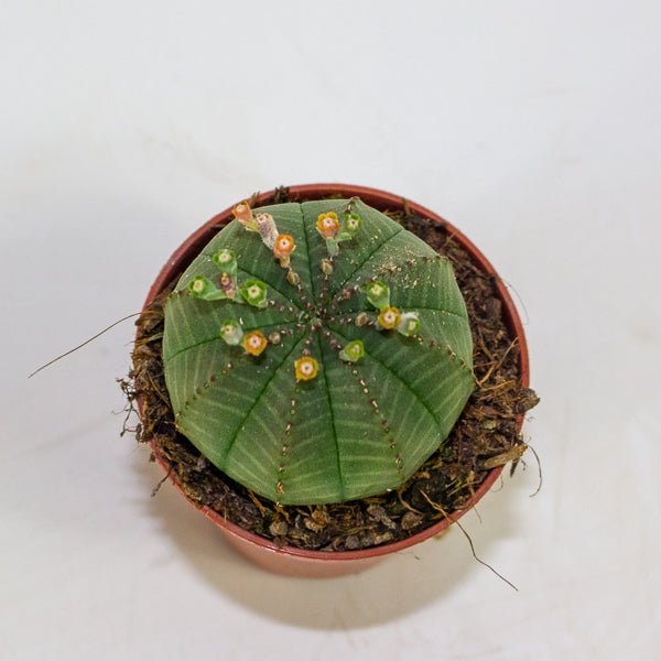 Euphorbia obesa 5.5cm H8cm