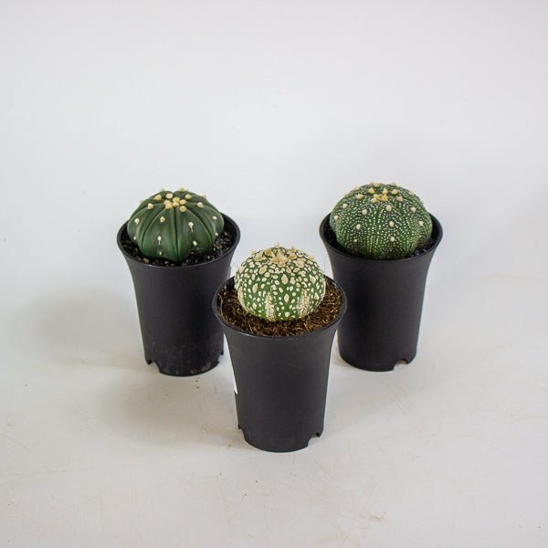 Astrophytum Asterias 7.5cm H12cm
