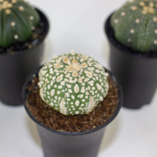 Astrophytum Asterias 7.5cm H12cm