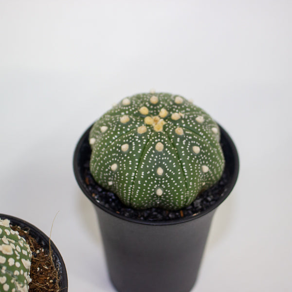Astrophytum Asterias 7.5cm H12cm