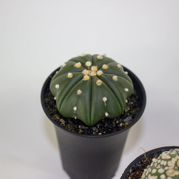Astrophytum Asterias 7.5cm H12cm