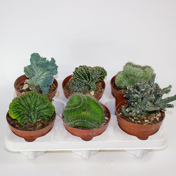 Euphorbia cristata mix 12cm H25cm