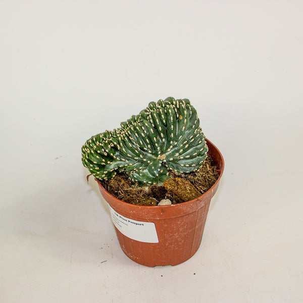 Euphorbia cristata mix 12cm H25cm