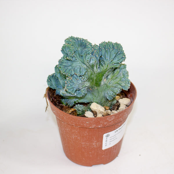 Euphorbia cristata mix 12cm H25cm