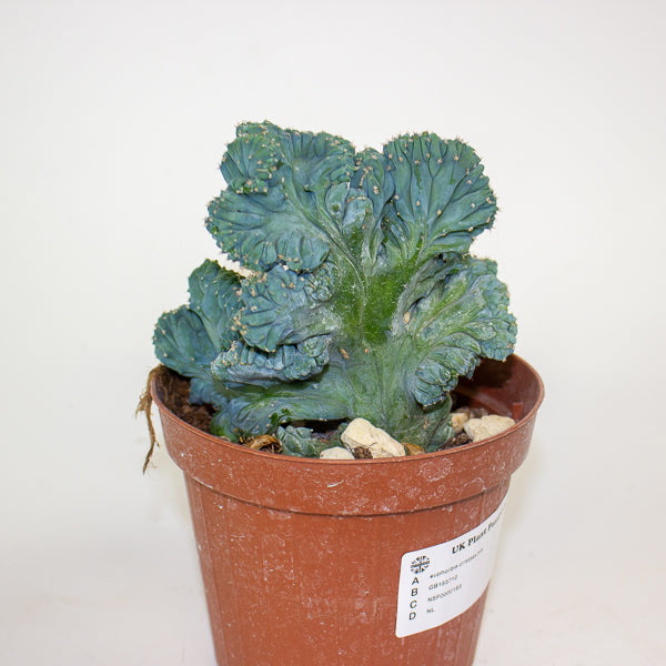 Euphorbia cristata mix 12cm H25cm