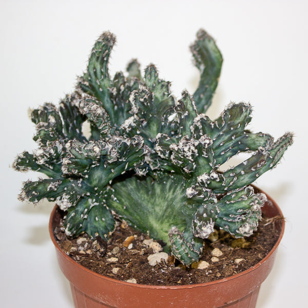 Euphorbia cristata mix 12cm H25cm