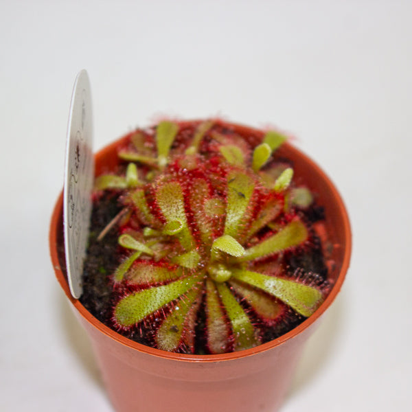 Drosera Aliciae 5.5cm H7cm