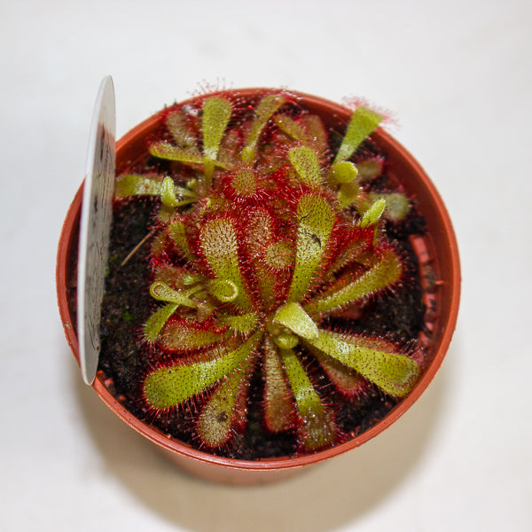 Drosera Aliciae 5.5cm H7cm