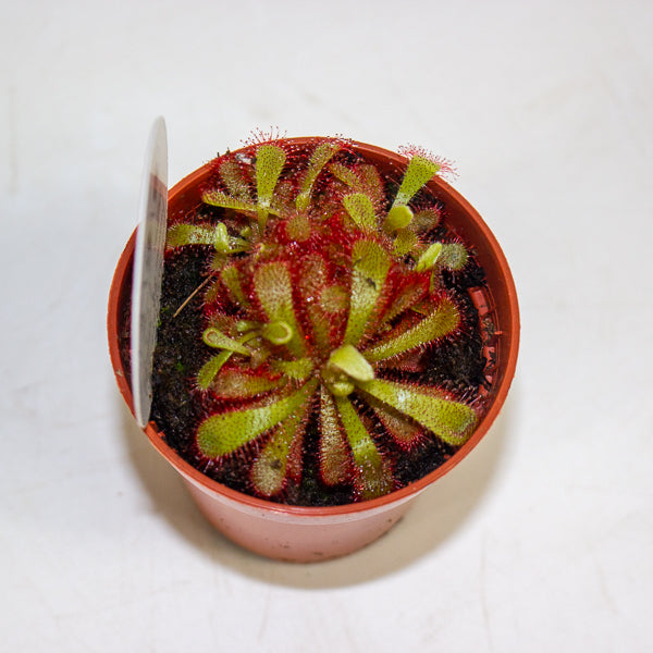 Drosera Aliciae 5.5cm H7cm