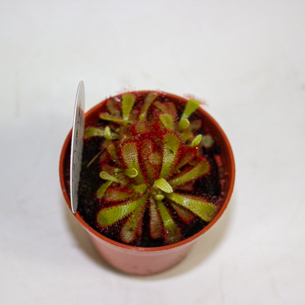 Drosera Aliciae 5.5cm H7cm