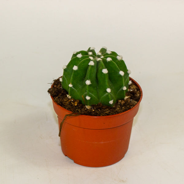 Echinopsis ancistrophora 10.5cm H15cm