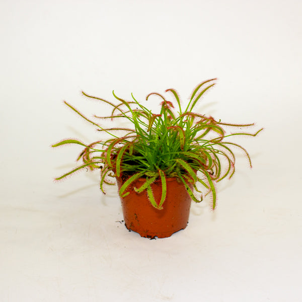 Drosera Capensis red 8.5cm H13cm
