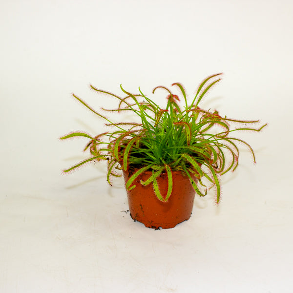 Drosera Capensis red 8.5cm H13cm