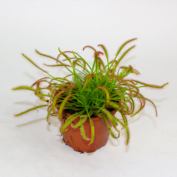 Drosera Capensis red 8.5cm H13cm