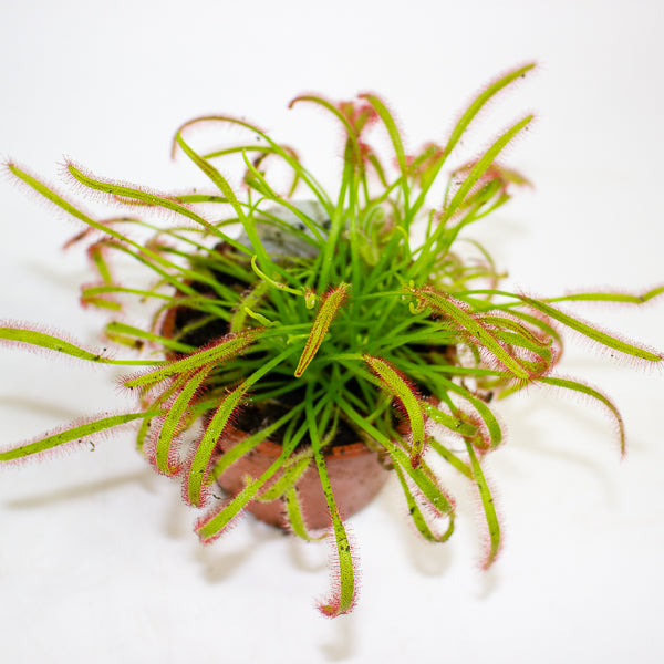 Drosera Capensis red 8.5cm H13cm