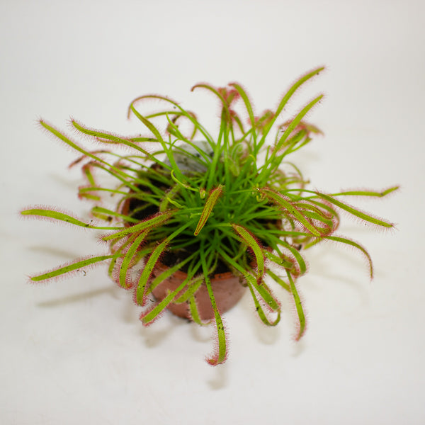 Drosera Capensis red 8.5cm H13cm