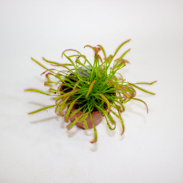Drosera Capensis red 8.5cm H13cm