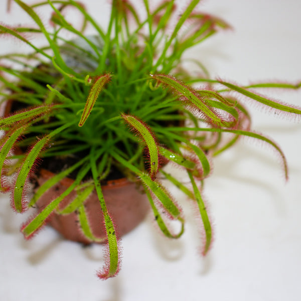 Drosera Capensis red 8.5cm H13cm
