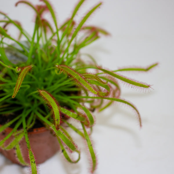 Drosera Capensis red 8.5cm H13cm