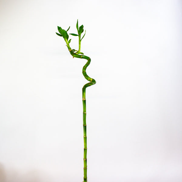 Dracaena Sanderiana Lucky Bamboo 5cm H60cm