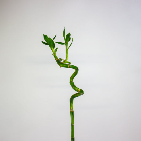 Dracaena Sanderiana Lucky Bamboo 5cm H60cm