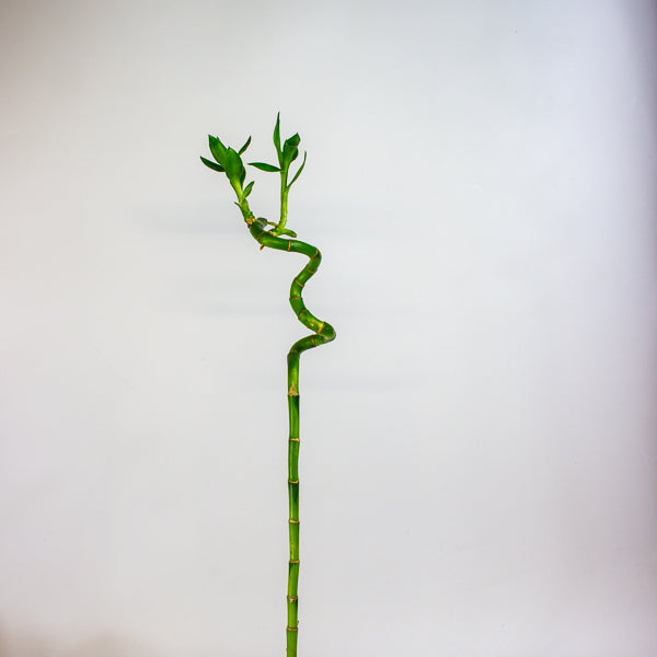 Dracaena Sanderiana Lucky Bamboo 5cm H60cm